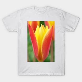 Tulipa clusiana var. chrysantha  'Tubergen's Gem'  Lady tulip  Miscellaneous tulip group T-Shirt